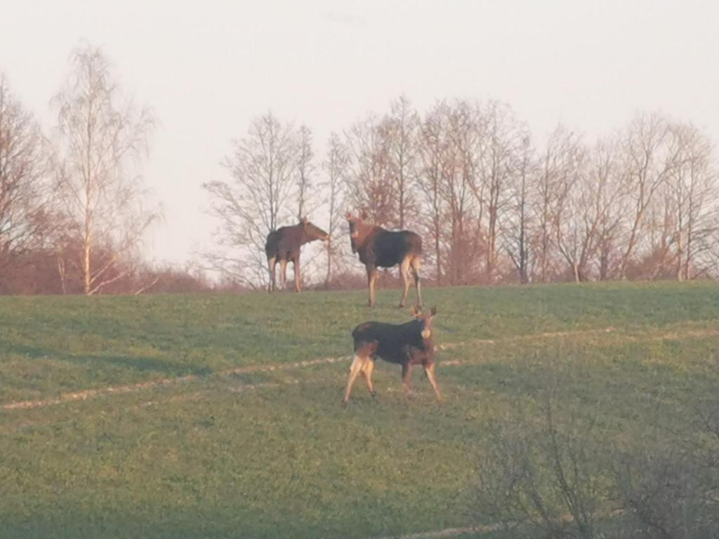 Zvieratá v dovolenkovom dome alebo blízkom okolí