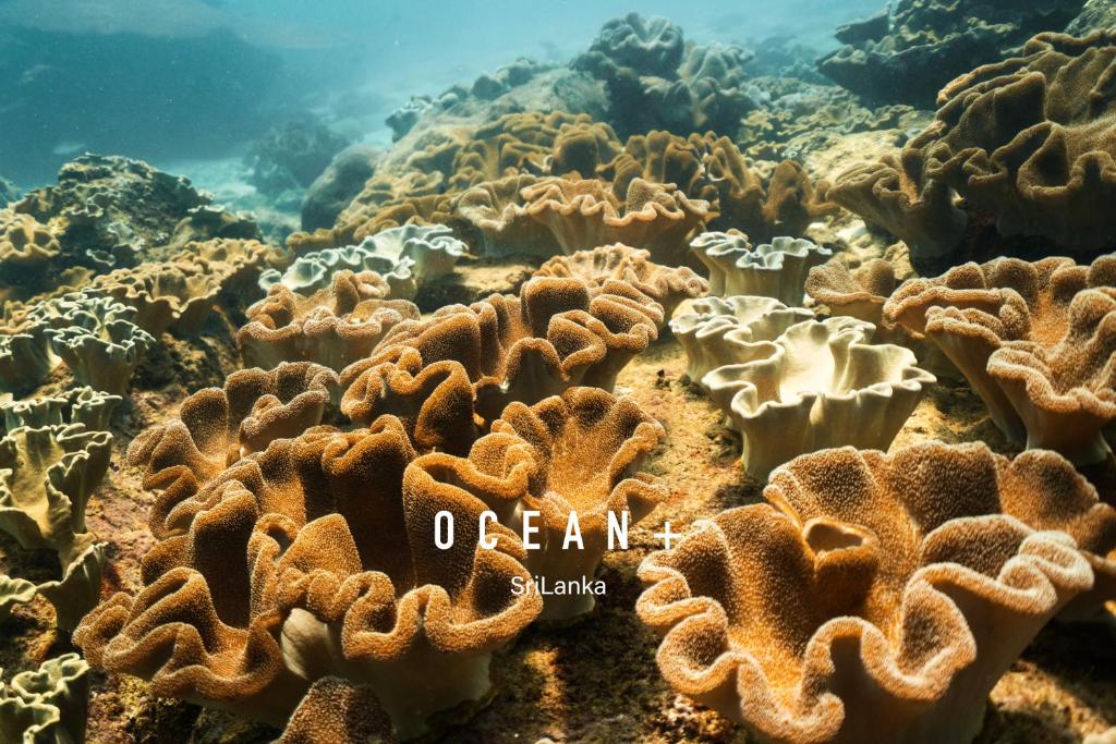 a group of corals on the ocean floor at Cardamon Hotel Nilaveli in Nilaveli