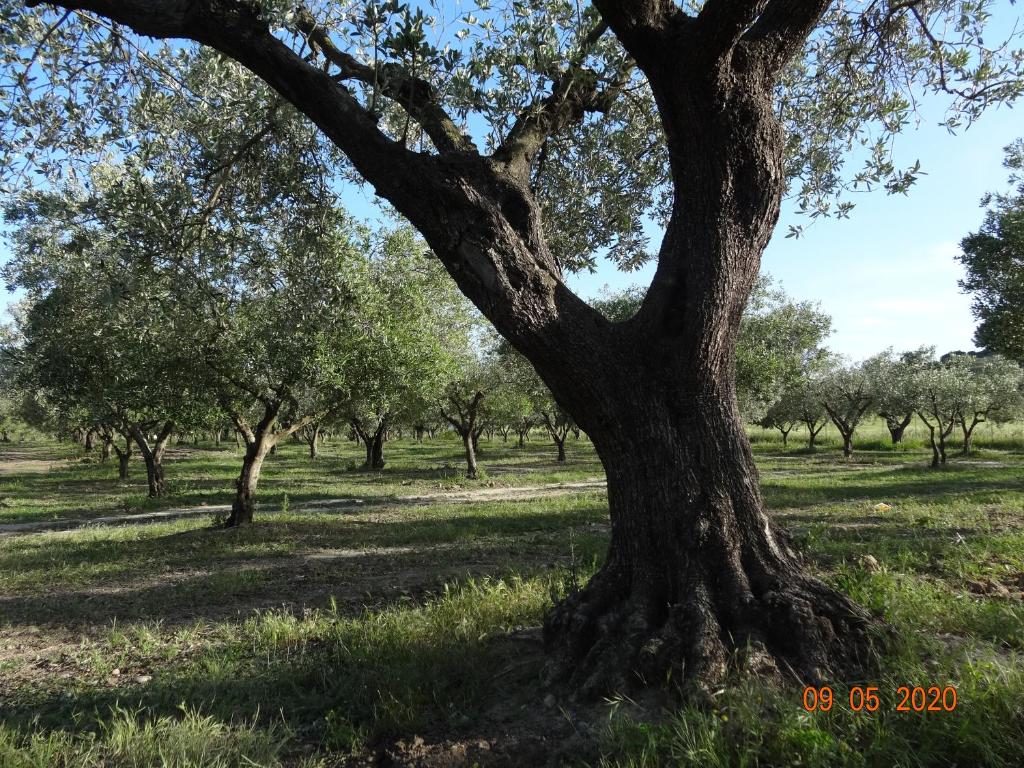 an oak tree in a field of grass at Agriturismo Fieri in Botricello