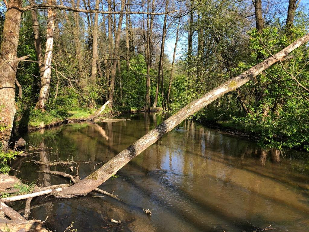 Kaczórki的住宿－Roztoczańskie Chatki，树枝从河中伸出