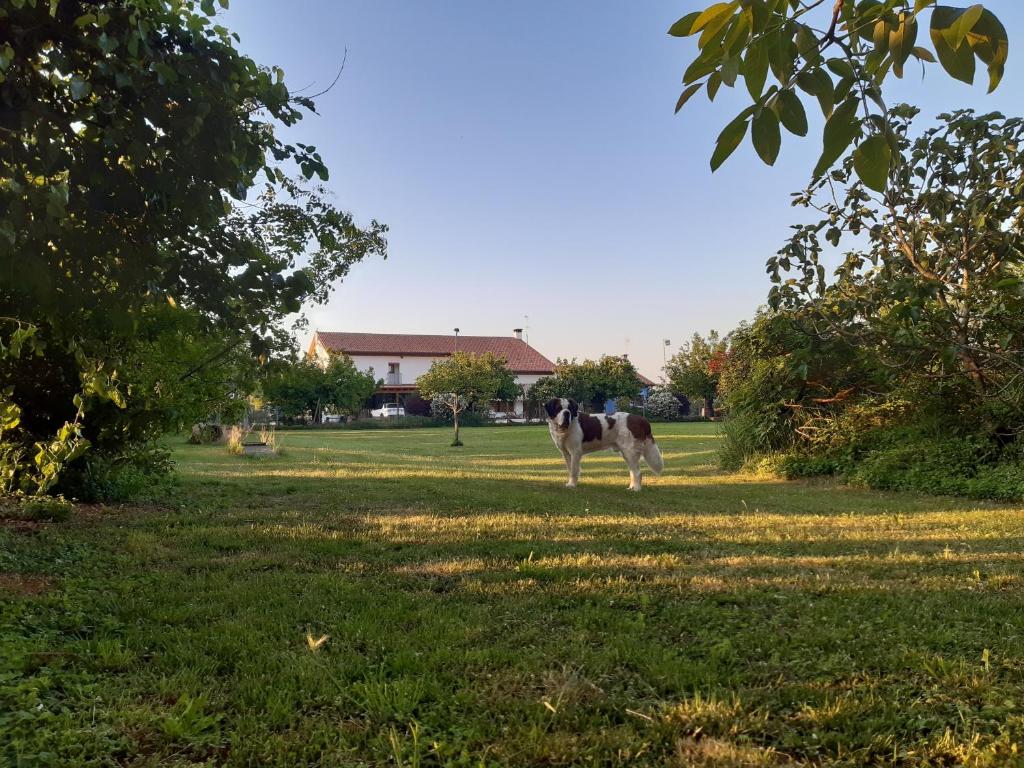 Zahrada ubytování Agriturismo il Podere Vedelago con San Bernardo, Alpaca e una Pentola di cose da scoprire