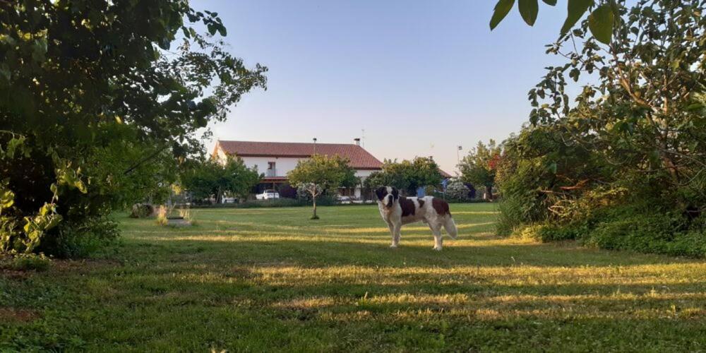 Zahrada ubytování Agriturismo il Podere Vedelago con San Bernardo, Alpaca e una Pentola di cose da scoprire