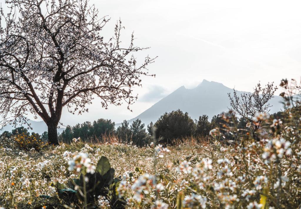 Gallery image of Finca Les Coves in Jijona