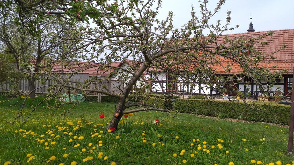 ein Baum inmitten eines Blumenfeldes in der Unterkunft Pension Töpferhof in Bad Berka