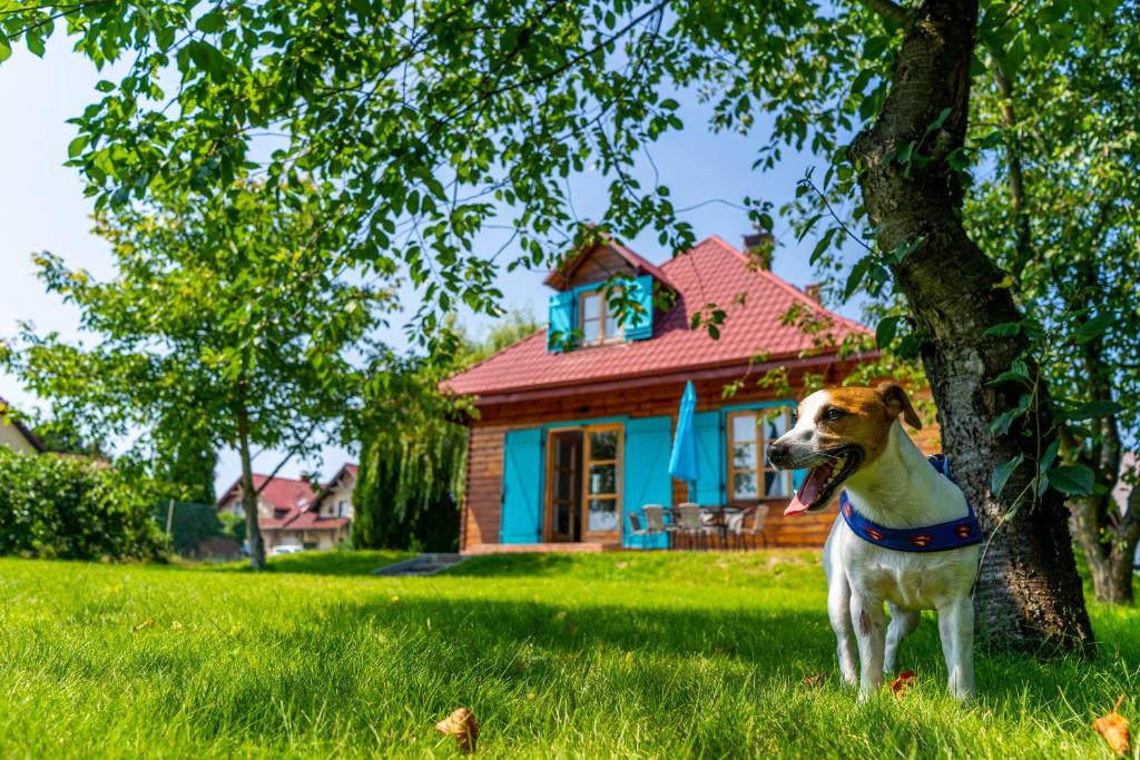 a dog standing next to a tree in front of a house at Bay House Puck in Puck