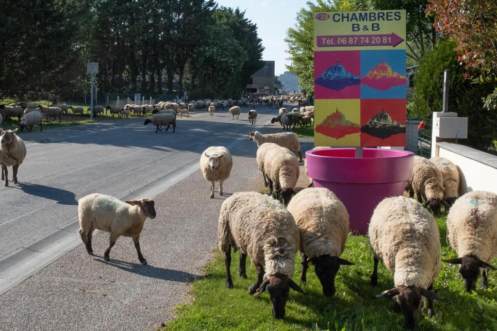 un allevamento di ovini al pascolo su un lato di una strada di Mon Saint Michel ad Ardevon