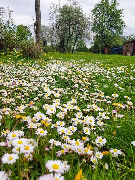 Vonkajšia záhrada v ubytovaní Kalinka - chata na końcu świata
