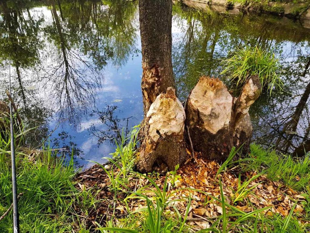 Príroda v okolí dovolenkového domu