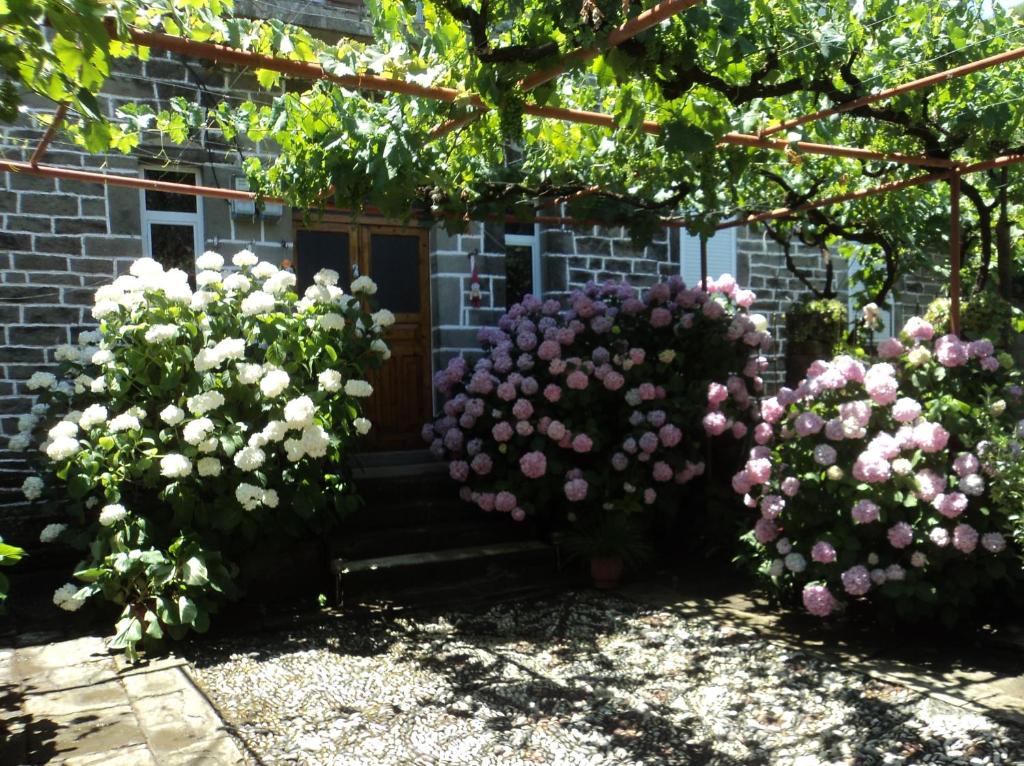 a group of flowers in front of a house at The Mosaic House - Shtepia me Mozaik in Përmet