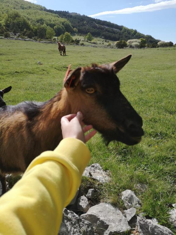 Zvířata v prázdninového domu nebo okolí