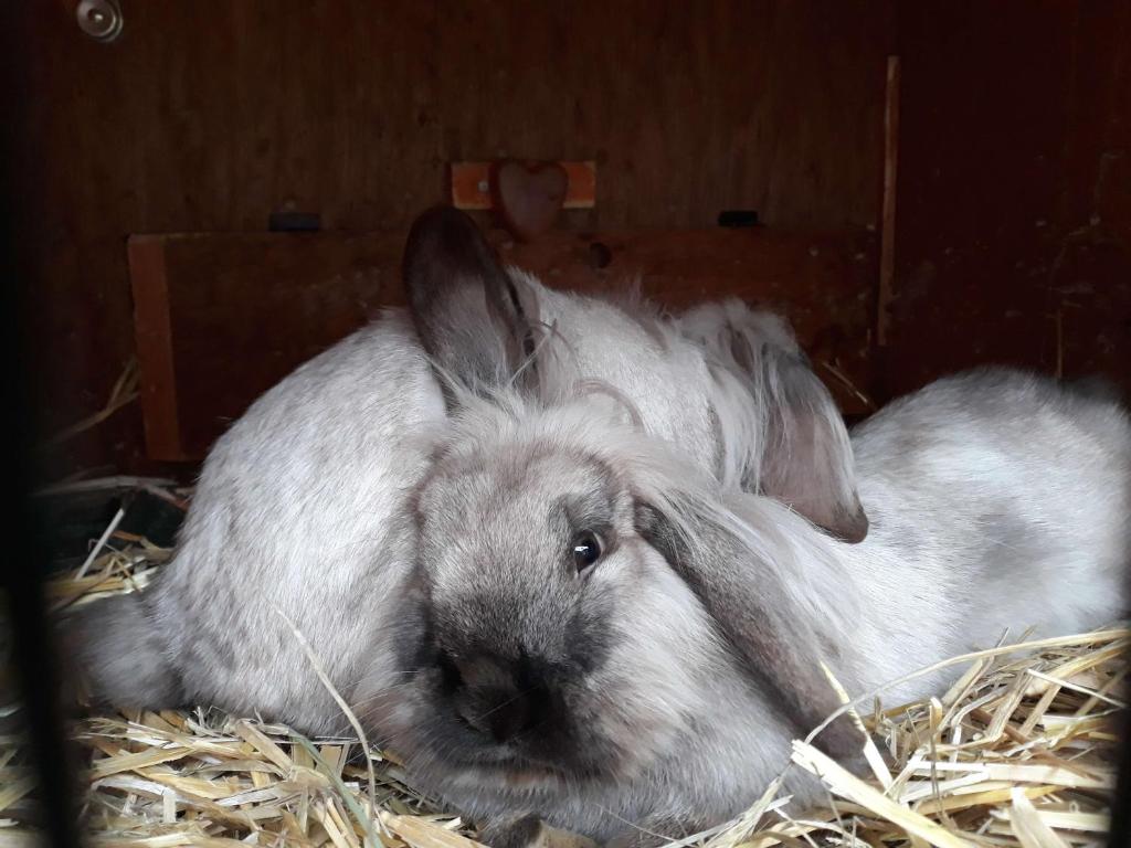 Zvieratá v horskej chate alebo blízkom okolí