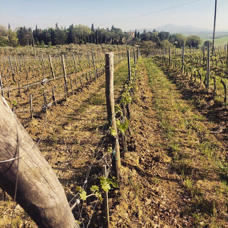 Zahrada ubytování Agriturismo Pometti - Fattoria La Selva
