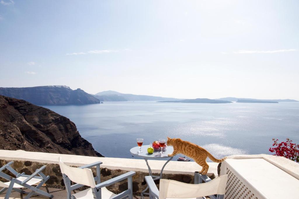 un gato parado en una mesa cerca del agua en Lava Oia's, en Oia