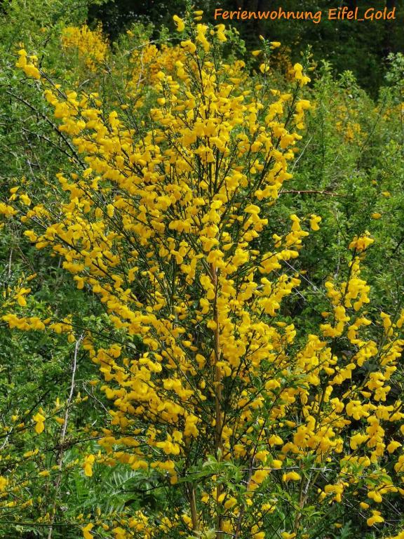 a yellow plant with yellow flowers in a field at Ferienwohnung Eifelgold Esch in Esch