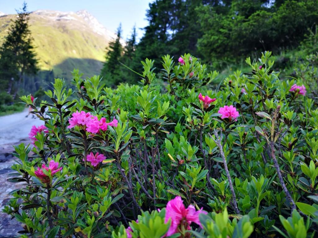 Fotografie z fotogalerie ubytování Piz-Hotel v Sankt Leonhard im Pitztal
