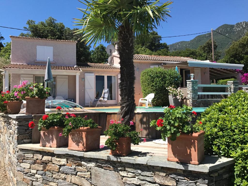 una villa con una palma e piante in vaso di CHAMBRE HOTES CARPE DIEM a Santa-Maria-Poggio