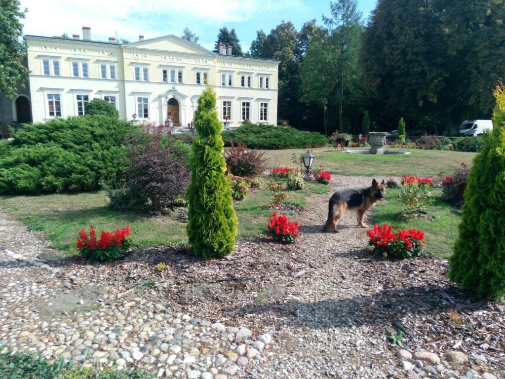 a dog standing in a garden in front of a white house at Pałac Kwilecki -AGROTURYSTYKA PREMIUM & SPA in Kwilcz