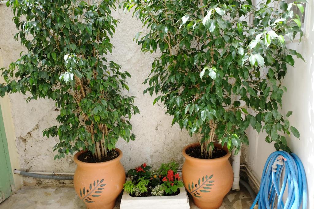 A garden outside George Studio