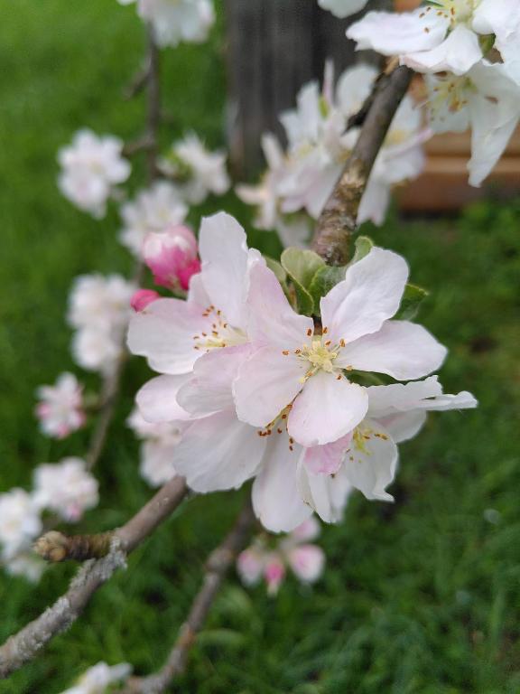 een bos witte bloemen op een boomtak bij Fewo Frank in Aspach