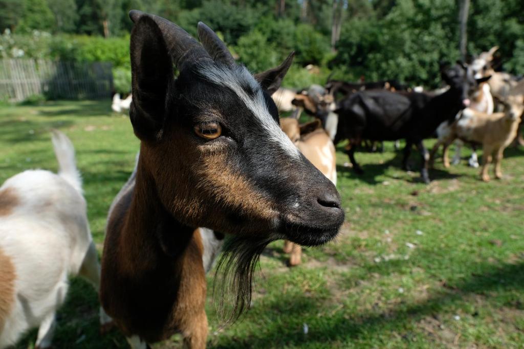 Zvířata v prázdninového areálu nebo okolí