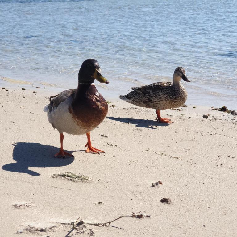 Chalet del Mare - foto 16