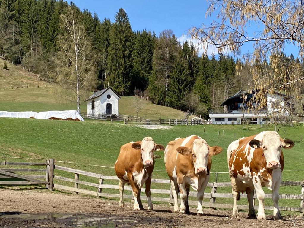 Zvieratá na farme alebo blízkom okolí