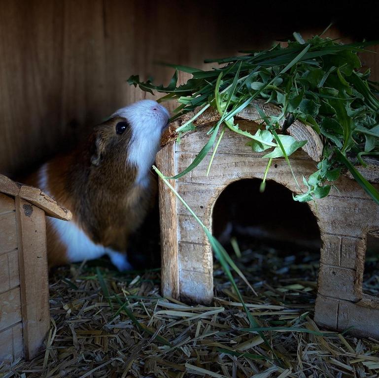 Zvieratá na farme alebo blízkom okolí