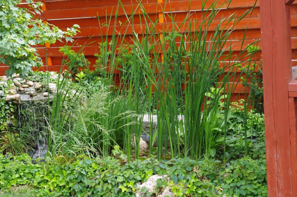 A garden outside Aranyhal Apartman
