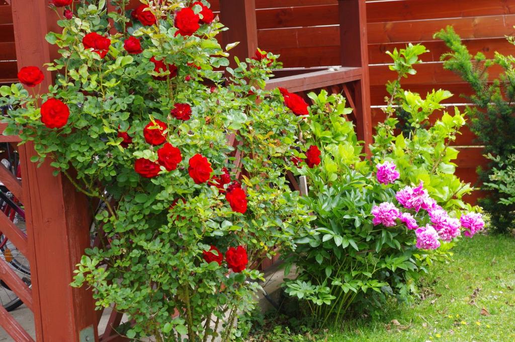 A garden outside Aranyhal Apartman