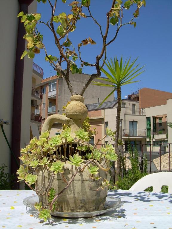 Zahrada ubytování Albergo Roma