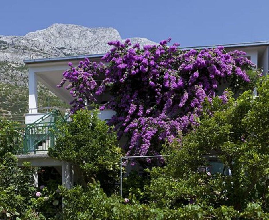 a bunch of purple flowers on the side of a house at House Marta in Baška Voda