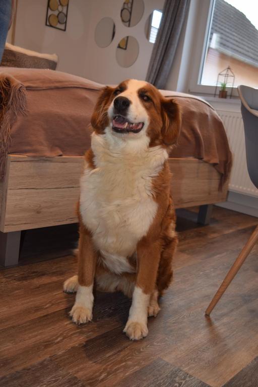 Ferienwohnungen Busch`s Gästehaus - 6