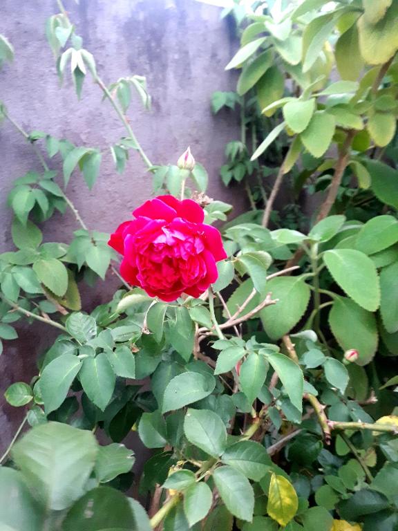  Ranchinho das Flores