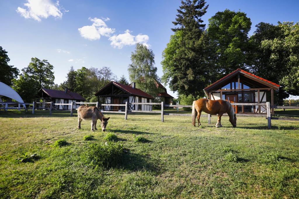 two horses grazing in a field in front of a house at Pferdehof Schorfheide in Schorfheide