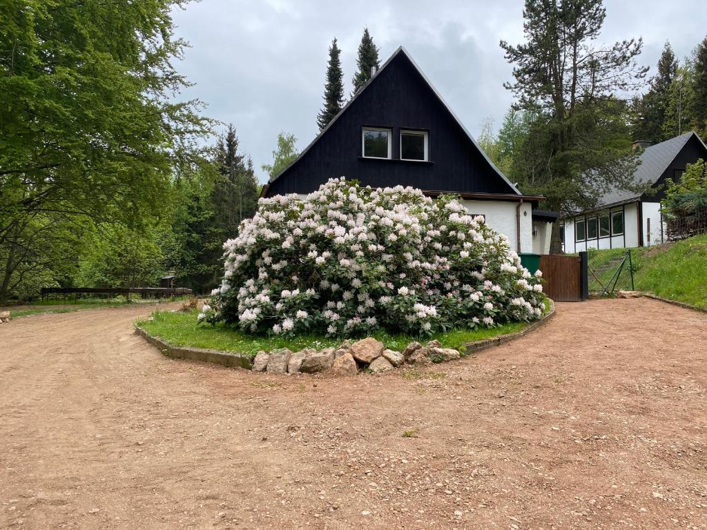 a large bush of flowers in front of a house at Ferienanlage Geisingblick in Geising