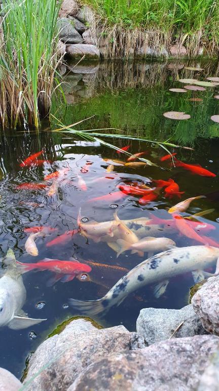 a group of koi fish in a pond at Pension am Silberberg in Gartz an der Oder