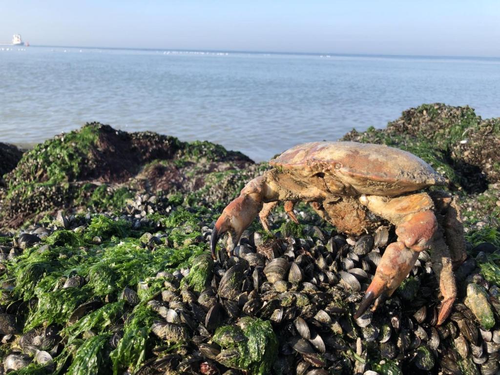 a large crab sitting on the rocks near the water at PuraVida in Westkapelle