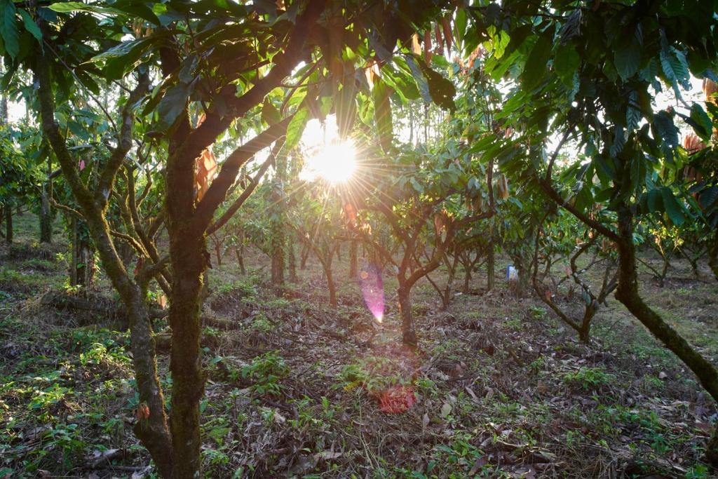 Zahrada ubytování Finca Amistad Cacao Lodge