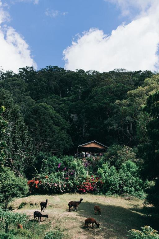 Rainforest Gardens - Luxury Hillside Accomodation with Views to Bay & Islands - Chalet