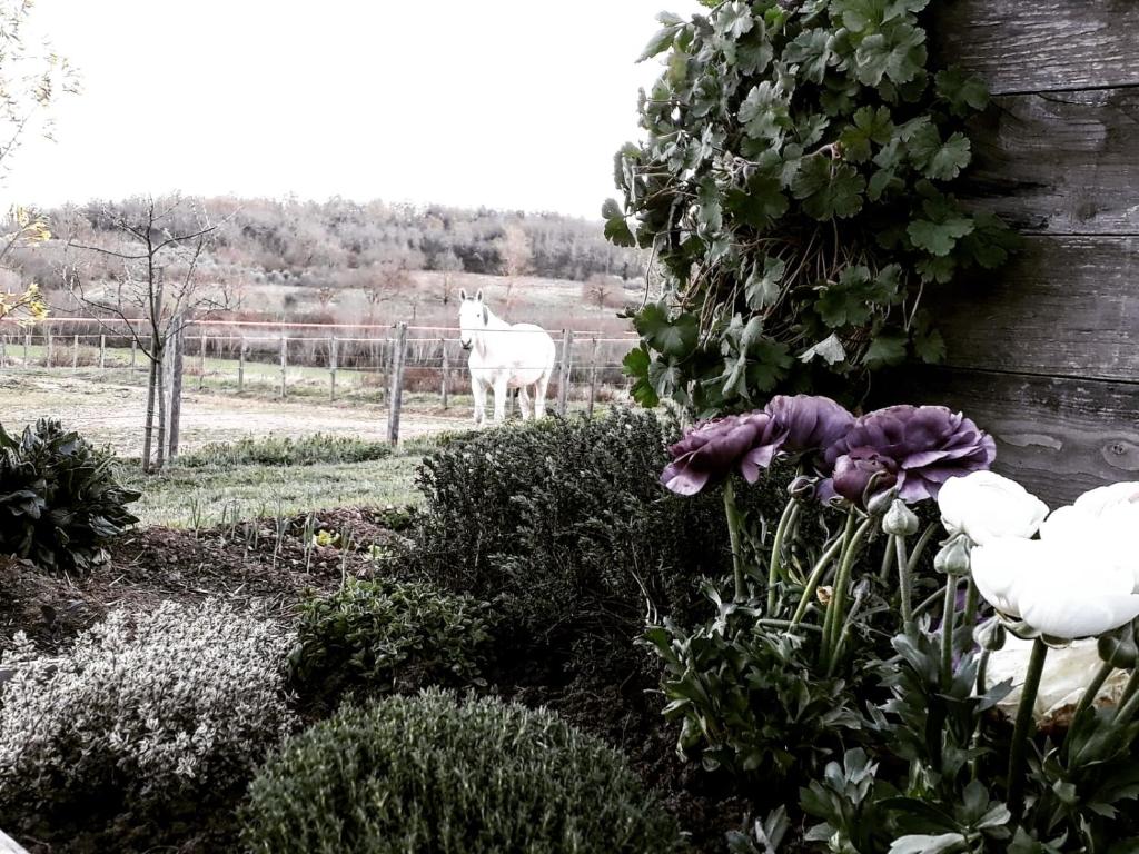 Zahrada ubytování Podere Pievina Delle Corti - Dimora di Campagna