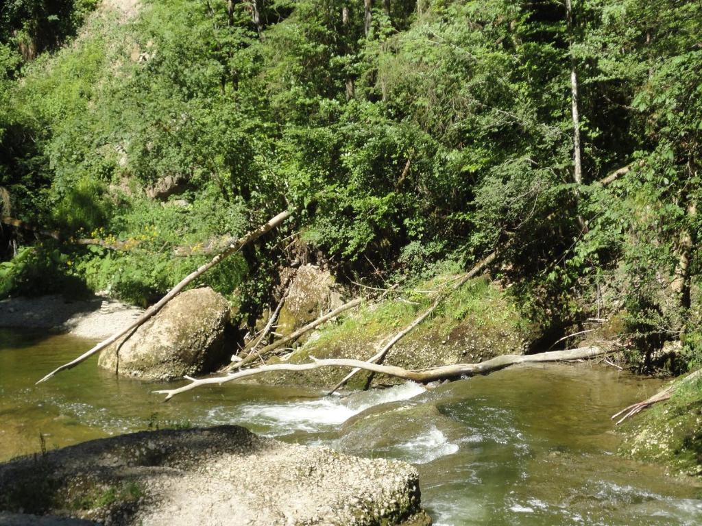 une rivière avec un arbre tombé dans l'eau dans l'établissement Ferienwohnung Lore, à Weiler-Simmerberg