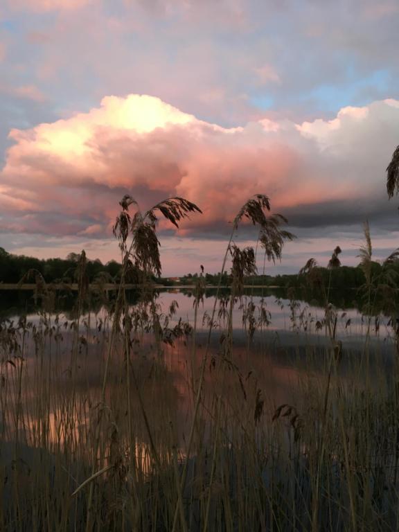 una puesta de sol sobre un lago con hierba alta en Rogalik, en Rogale