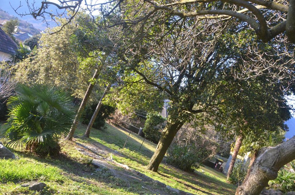 un grupo de árboles en un patio con césped en Cabianca, en Omegna