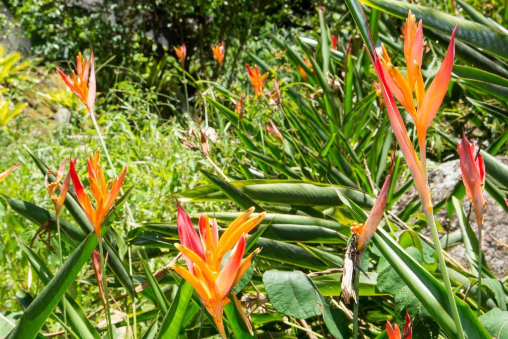 Jardin de l'établissement Casa Grande Flats