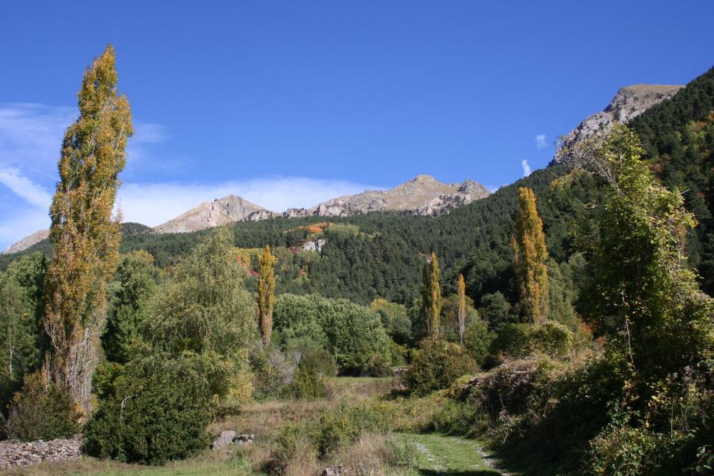 une forêt d'arbres avec des montagnes en arrière-plan dans l'établissement Casa con jardín Sallent, à Sallent de Gállego