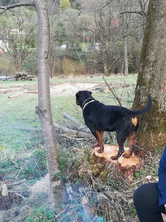 Domácí mazlíčci ubytovaní s hosty v ubytování Dolina Rosy