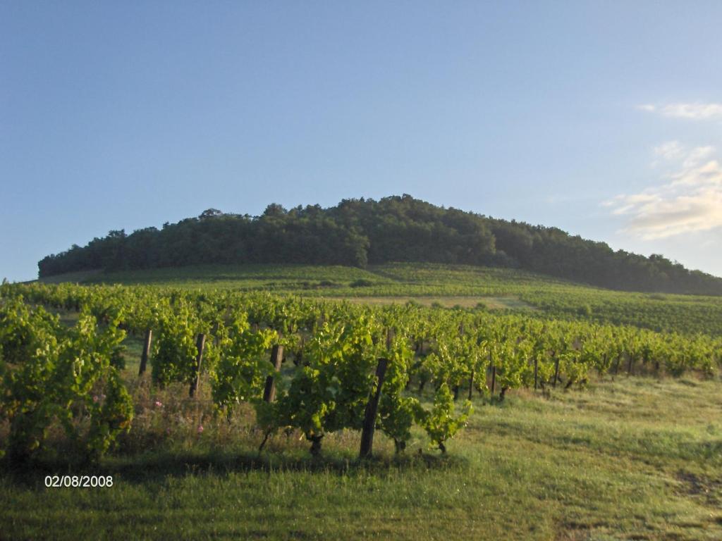 un vignoble dans un champ avec une colline en arrière-plan dans l'établissement La maison du vigneron, à Ternand