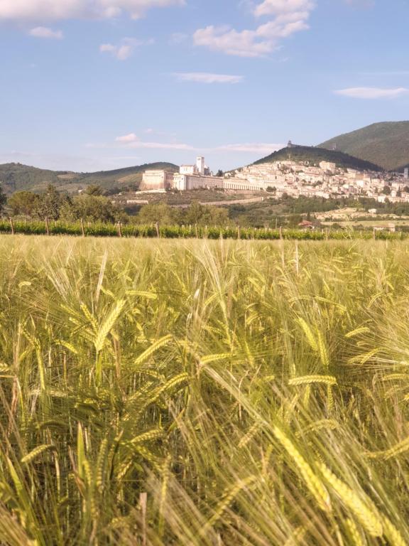 un campo de trigo con un castillo en el fondo en B&B Domus Benedicta, en Asís