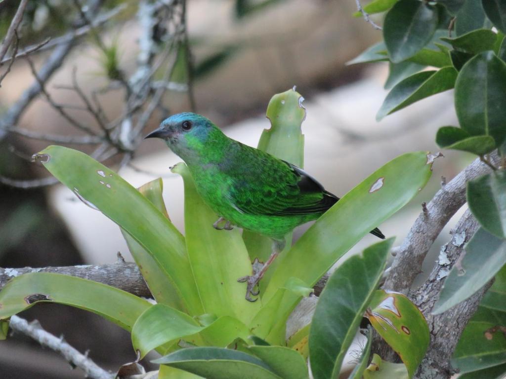  Pousada Biso Finoca Ibiraquera