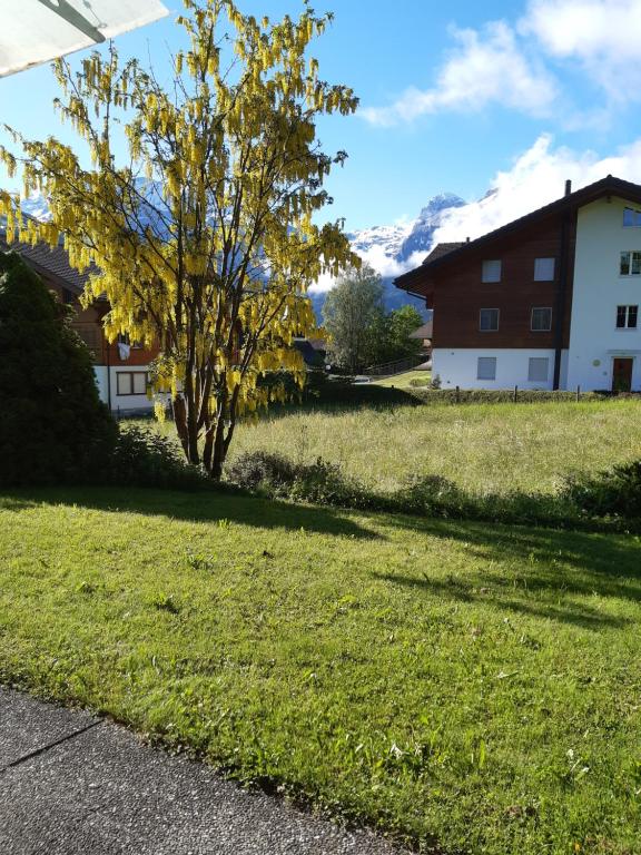 a tree in the middle of a yard with a building at Pension Alpina in Lenk